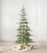 Alpine Balsam Fir Trees