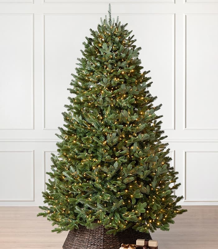 fraser-fir-trees.jpeg Fraser Fir Trees - Image 1